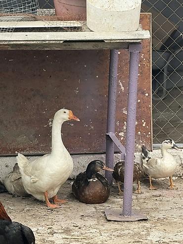 Qazlar: 1 illik yumurtlayir tekdi deye satiram Ağ qaz – təsərrüfata hazır quş — 2