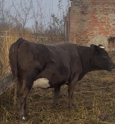 smental inekler: 1 hefteye Rusiyadan satiwa gozel sağlam, sudluk, teze dogmuw,bogaz