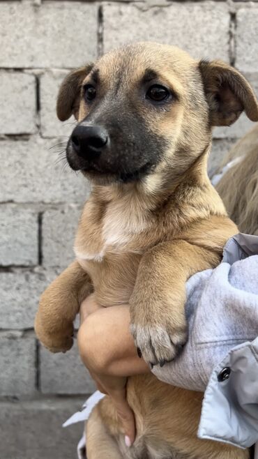 Отдам даром собаку: Собака даром: Дворняжка, 4 месяца, Самка, С прививкой — 10