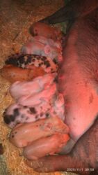 в связи с переездом отдам попугая жако в добрые руки: Продаю | Поросенок | Для разведения | Племенные