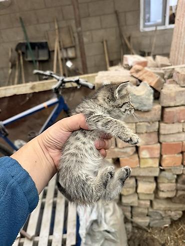Табылган жана жоголгон мышыктар: Котята, домашние. Окрас: серо-белый (пятнистый) и тигровый (серый — 3