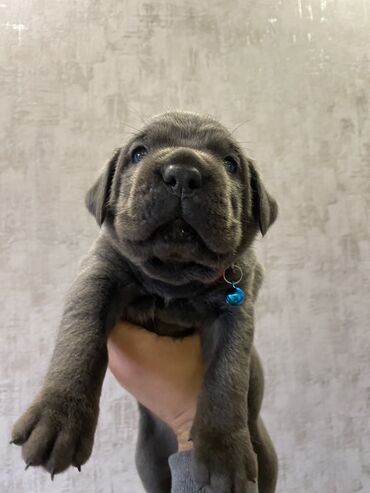 İtlər: Kane-Korso, 2 ay, Erkek, Sənədli, Pulsuz çatdırılma, Ödənişli çatdırılma — 21