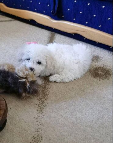 Psi: Rođeni smo 23. oktobra, dva puta smo očišćeni od parazita i primili na lalafo.rs — 6 Psi: Rođeni smo 23. oktobra, dva puta smo očišćeni od parazita i primili — 6