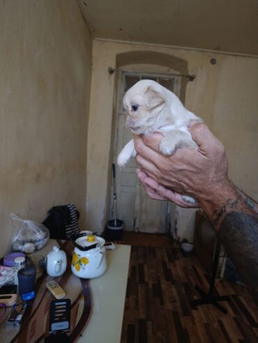 balaca ağ itlər: Pekines, 1 ay, Dişi