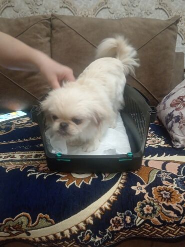 İtlər: Pekines, 2 il, Dişi, Peyvəndli, Ünvandan götürmə, Ödənişli çatdırılma — 8