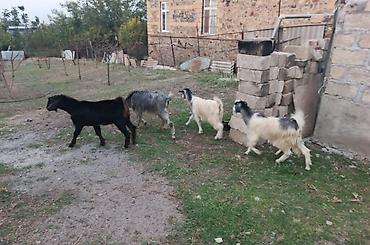 50 manata it: 1bas helep melezi erkek 250m 2bas ana 200m 3-4 bas disi bala — 5