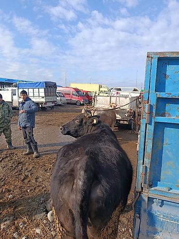 Коровы, быки: Продаю | Корова (самка) | Алатауская | Для молока | Стельные — 8