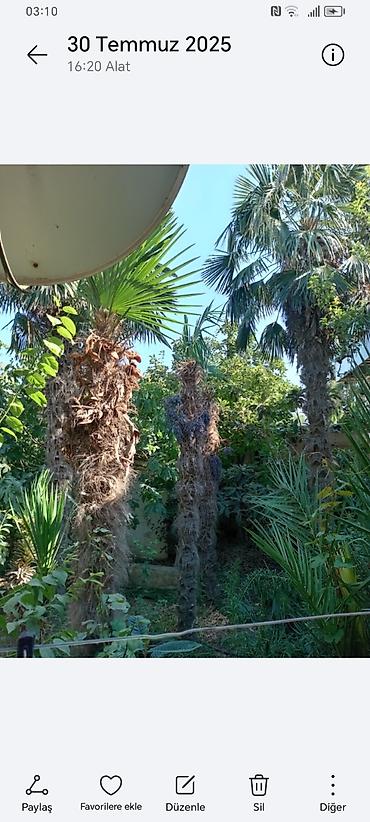 Ağaclar: Təsvir: - Nadir dekorativ xurma ağacları (Trachycarpus tipli, yelpik — 5