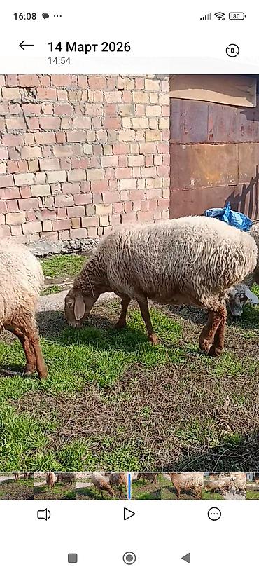 Баран, овца: Продаю | Овца (самка) | Для разведения | Матка at lalafo.kg — 6 Баран, овца: Продаю | Овца (самка) | Для разведения | Матка — 6