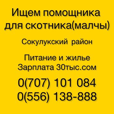 бишкек жумуш 2021: Талап кылынат Малчы, Тамактануу