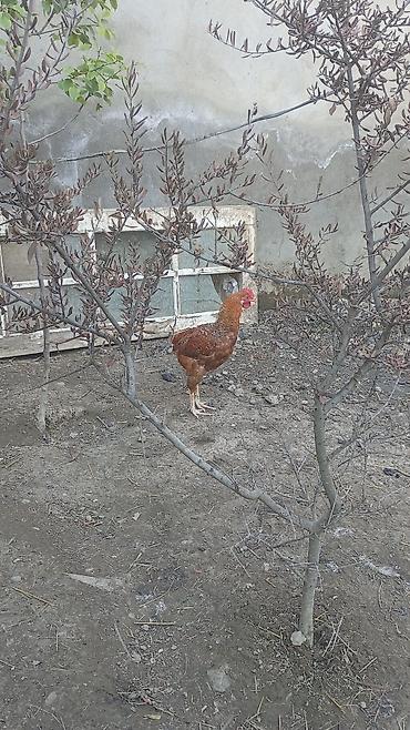 Toyuq, Ətlik, Ünvandan götürmə