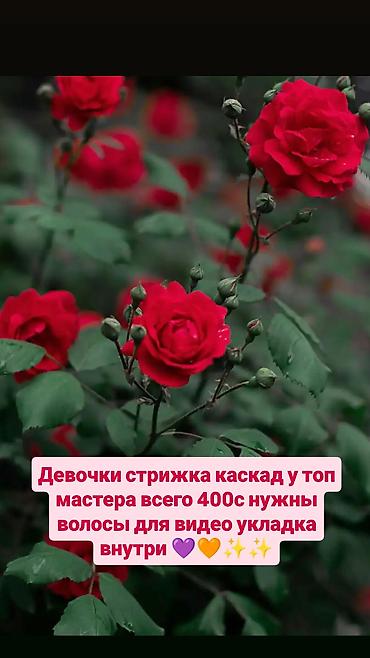 модельная стрижка: Парикмахер, Стрижки, Требуются модели — 1