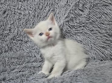 ориентальные котята купить: Котята!!!!!Сиамские Котята, кушают все, к лотку приучены Описание: - — 3