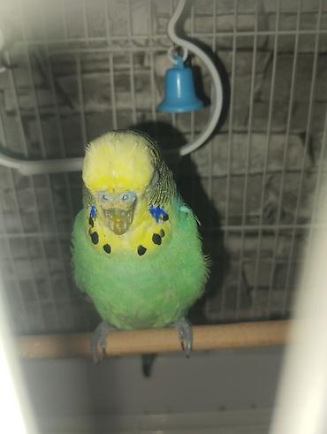 sari qus: SATILIR. Yaşıl-sarı rəng çalarlarında dalğalı tutuquşu (budgerigar) — 2