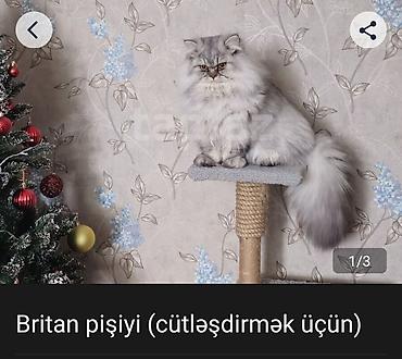 cütləşdirmə: Britan, Erkək, Cütləşmə üçün — 1