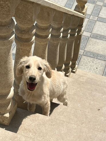 5 ayliq korpe: Retriever, 2 ay, Erkek