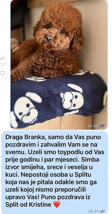 psi terijeri kp: Nasa odgajivacnica se nalazi u Indjiji i bavimo se uzgojom pasa 15 — 8
