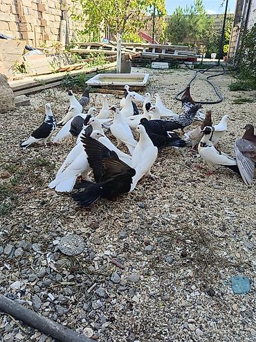 delfin goyərcin: Tərgitmə quşlar Təsvir: - Şəkillərdə müxtəlif rəng çalarını saxlayan — 3
