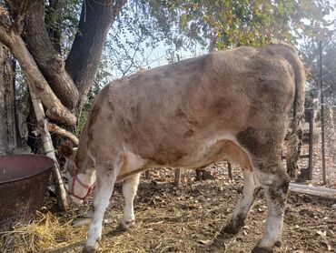 продаю в связи с переездом: Продаю | Корова (самка) | Симментальская | Для разведения, Для молока | Стельные