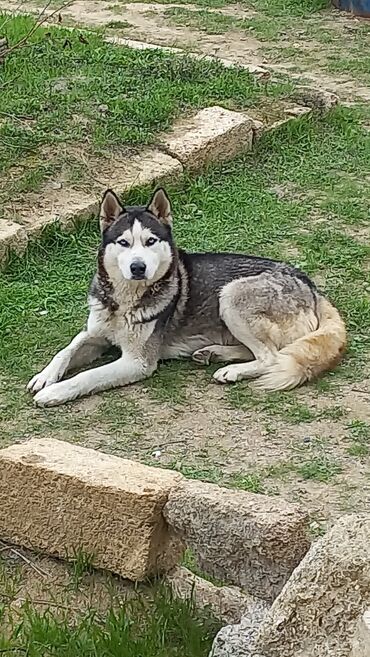 heyvan bazari itlerin satisi: Xaski, 1 ay, Erkek, Sənədli, Ünvandan götürmə