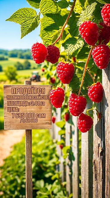 344 соток, Для бизнеса