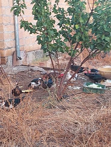 kanada sortu hinduska: Salam lal ördey satılır qiymet 12 man — 1
