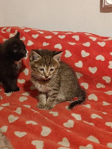 Отдам даром кошку: Котята девочки мальчики 1,5 месяца (серые мальчики, чёрно-белым — 1