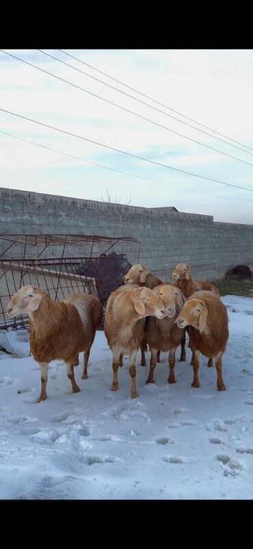 Qoyunlar, qoçlar: Dişi, il: 1