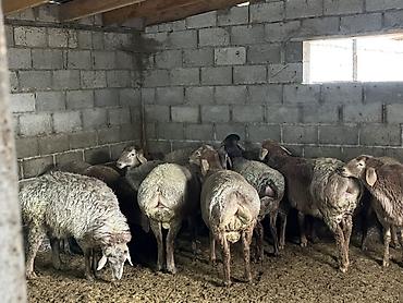 Баран, овца: Продаю | Баран (самец) | Гиссарская | На забой, Для разведения — 9