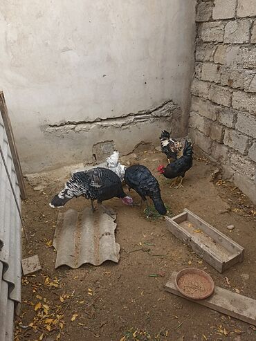 Hinduşka: Dişi, Damazlıq -da lalafo.az — 8 Hinduşka: Dişi, Damazlıq — 8