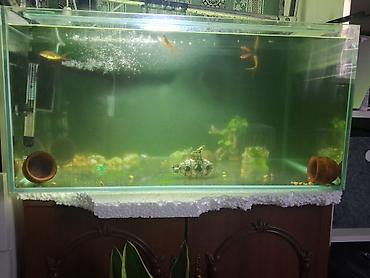 Akvariumlar: Dördbucaq akvarium, Balıqlarla birlikdə, 160 l — 1