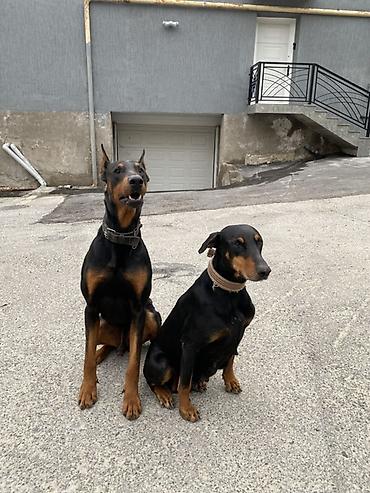 İtlər: Doberman, 1 ay, Dişi — 9