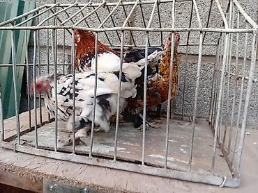 алель курица цена: Продаю | Куры | Для разведения — 8