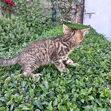 Мышыктар: Полосатый котёнок (окрас tabby) с крупными выразительными глазами и — 6