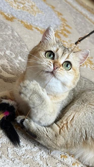 Золотая шиншилла, Самка, В добрые руки, Самовывоз, Бесплатная доставка, Платная доставка at lalafo.az — 2 Золотая шиншилла, Самка, В добрые руки, Самовывоз, Бесплатная доставка, Платная доставка — 2