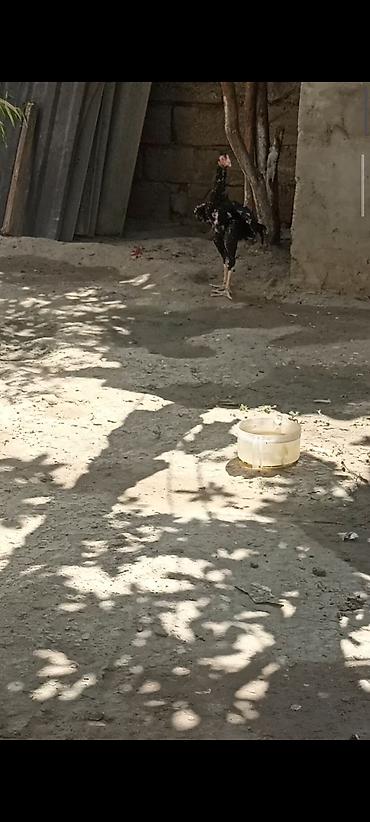 hind quslari: 4 ayndad şər yazmaqa Etyac yoxdu Atasnın döyüş vidyosu var - Uzun — 4