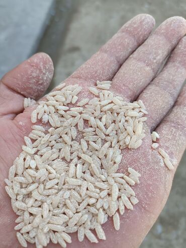 индийский морской рис: Баткенский Рис
сорты. Баткенский Лазер, Жайдары, Андижан, Взрос
оптом