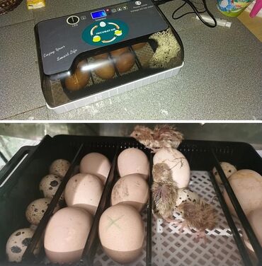 Дрели: Мини инкубатор на 12 куриных яиц