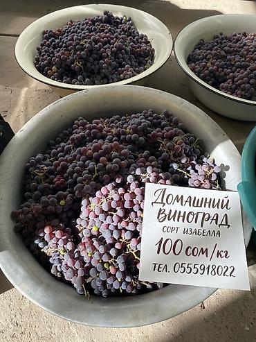 виноград оптом: Виноград — 1