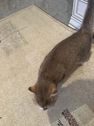 Pişiklər: Britan — 3