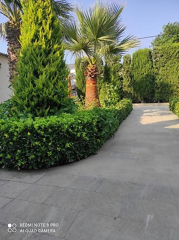 orxideya gulunun qiyməti: 🌴 Palma ağaclarının peşəkar təmizlənməsi və formaya salınması! 🌴 ✔ — 2