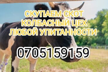 скот продаю: Сатып алам | Уйлар, букалар, Жылкылар, аттар | Күнү-түнү, Бардык шартта, Союлган