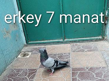 goyercin sumqayit: Erkək göyərçin – 7 manat - Rəng: boz-göy tonlarda, boyun hissəsində — 1