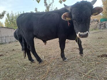 Коровы, быки: Продаю | Бык (самец) | На откорм | Племенные — 8