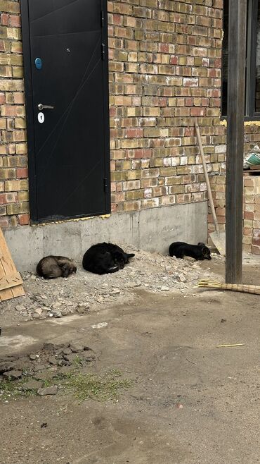 возьму собаку в добрые руки: Собака даром: Дворняжка, 5 лет, Самка