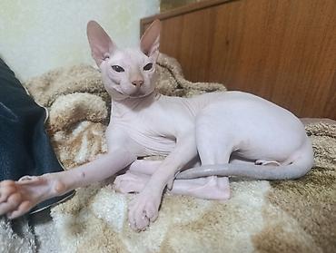 коты бишкек: Вязка.Канадский сфинкс 1,5 года ищет подругу для вязки. Привит, вет — 2