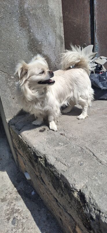 1 kq buğda qiyməti: Pekines, 1 il, Dişi, Peyvəndli, Ödənişli çatdırılma