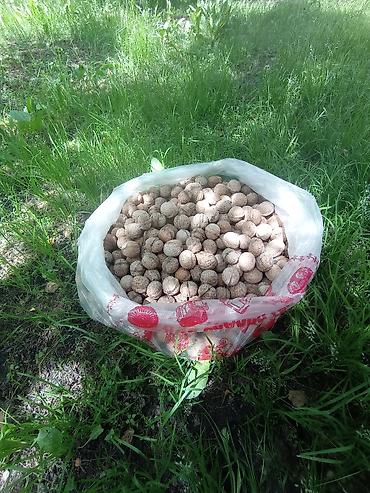скорлупа: Грецкие орехи в скорлупе - Отборные орехи, собранные вручную, в — 1