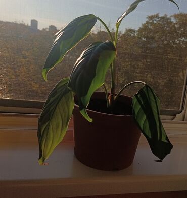 Ostale kućne biljke: Aloja u saksiji prečnika 19cm - 500 din Aloja u saksiji prečnika 15cm — 8