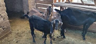 Продам с/х животных: Продаю | Козёл (самец) | Нубийская | Для разведения | Племенные — 2